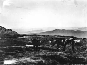 In der Sierra de Gredos : Blick auf Berge. Im Vordergrund Reiter mit Rind