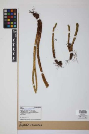Phlegmariurus saururus (Lam.) B. &Oslash;llg.