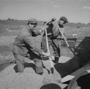 Rambin. Landwirtschaftliche Produktionsgenossenschaft (LPG), Leerung der Kornbehälter