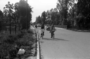 Plittersdorf: Straße durch Rheinwald; zwei Radfahrer