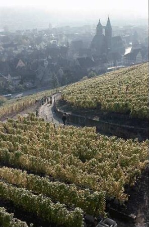 Esslingen: Weinberg unterhalb der Burg