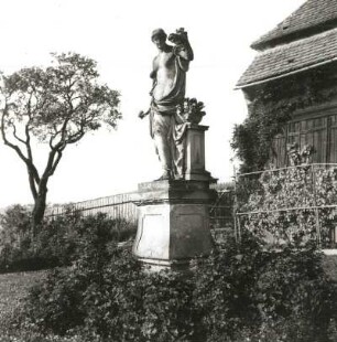Flora