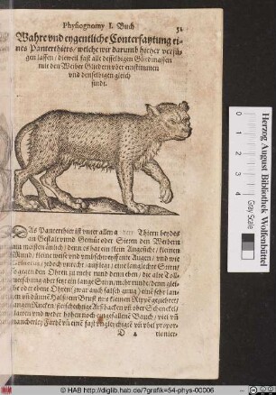 Wahre und eygentliche Conterfaytung eines Pantherthiers.