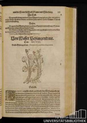 Cap. XCVIII. Von Wasser Schlangenkraut.