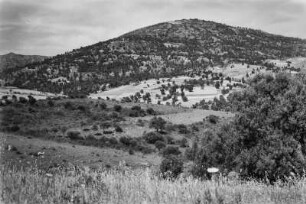 Landschaftsblick : Blick über Weizenfelder und Ölbäume. An den Berghängen befinden sich Machhiebüsche.