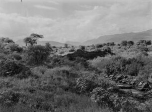 Savanne : Vegetation einer Savannenlandschaft in Tansania