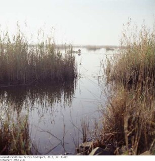 Ägypten: Schilfsee bei Alexandrien