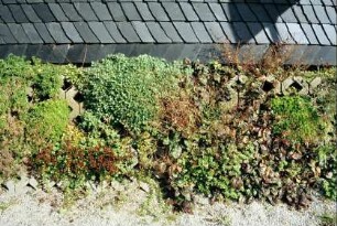 stark bewachsener Haussockel