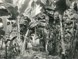 Bananenpflanzung, Ecuador