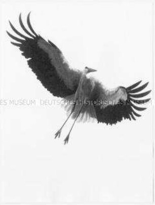 Weißstorch im Flug