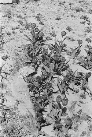 Zweiter Weltkrieg. Holland. Tulpen an einer Düne
