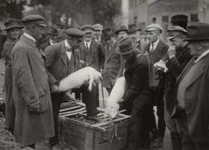 Moritzburg, Schweinemarkt