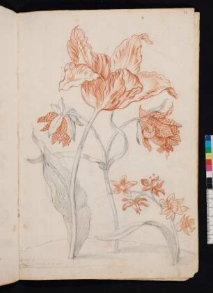 Blaue Sternhyazinthe, Tulipane Admiral de Moor, gefüllte Fritillarien nach Maria Sibylla Merian, Blumenbuch, Faszikel III, Taf. 5