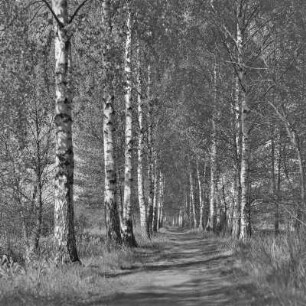 Landweg von Lübbenau nach Leipe. : Wjesny puć z Lubnjowa do Lipjego.