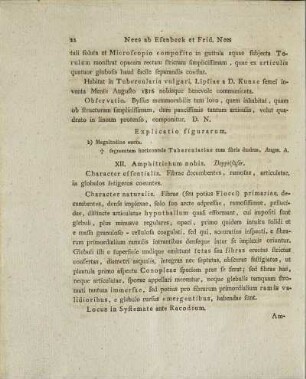 XII. Amphitrichum nobis.