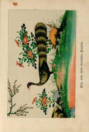 Pfau, nach einem chinesischen Reisbilde
