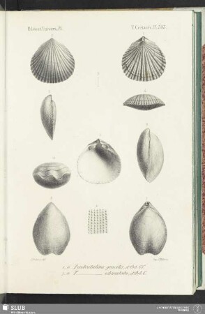 Pl. 503