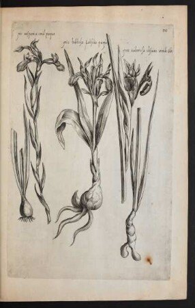 Taf. 36. [Iris]