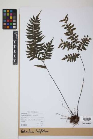 Adiantum latifolium Lam.
