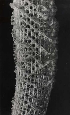Euplectella oweni Marshall, Schwamm, Sagami Bay, Japan