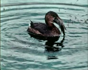 Podilymbus podiceps (Podicipedidae) - Fressen von Fischen