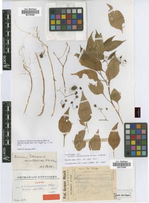 Solanum morelliforme Bitter & Münch