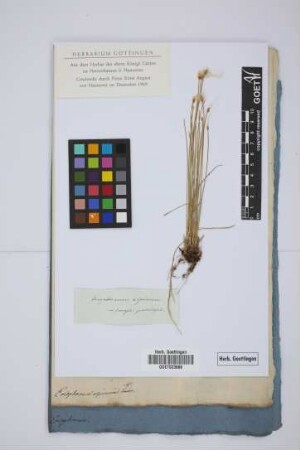 Eriophorum alpinum L.