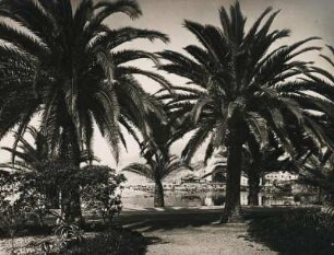 Beaulieu-sur-Mer. Frankreich. Palmen am Strand