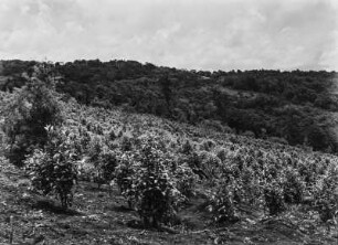 Landwirtschaftliche Anbaufläche : Vermutlich von den Europäern angelegte Anbauflächen in hügeliger Landschaft in Tansania