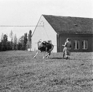 Tierklinik Dresden-Reick, Oskar-Röder-Str. 6. Antransport einer Kuh