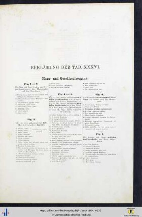 Erklärung der Tab. XXXVI.