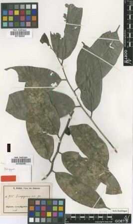 Diospyros physocalycina Gürke [isotype]