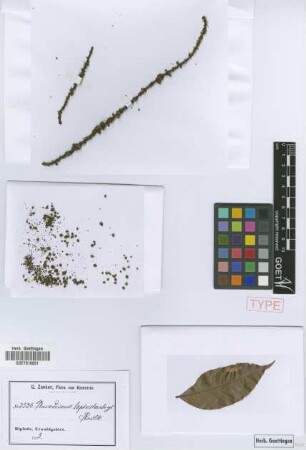 Placodiscus leptostachys Radlk.