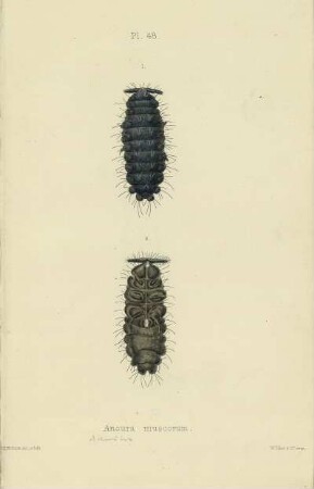 Plate XLVIII. Anoura muscorum.