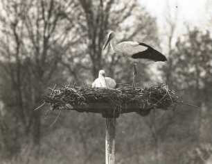 Weißstorch (Ciconia ciconia L.). Männchen und Weibchen auf dem Nest