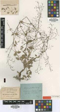 Boerhavia paniculata Rich.