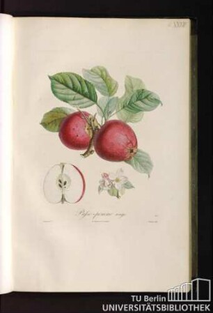 Passe-pomme rouge.