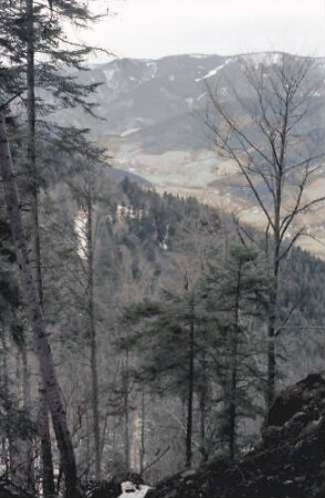 Simonswald: Blick durch Zweribachwald ins Simonswälder Tal