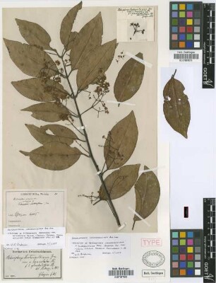 Heteropterys aceroides Griseb. var. pachyphylla Griseb.[holotype]