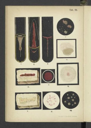 Tab. 25 Bacterium prodigiosum