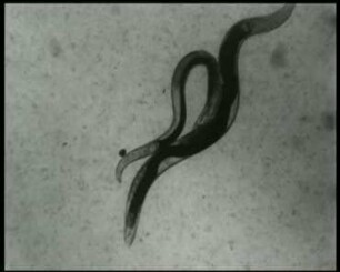 Pelodera strongyloides (Nematodes) - Paarungsverhalten und Kopulation