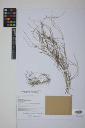 Equisetum