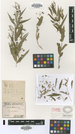 Ionidium hieronymi Griseb. [type]