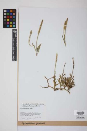Lycopodium jussiaei Desv. ex Poir.