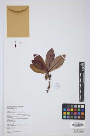 Myrsine wawraea (Mez) Hosaka