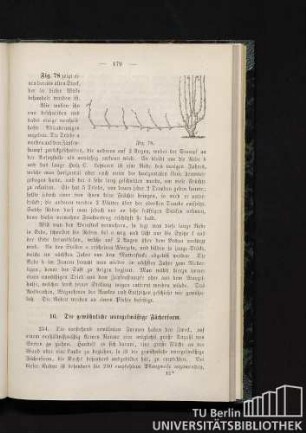 16. Die gewöhnliche unregelmäßige Fächerform.