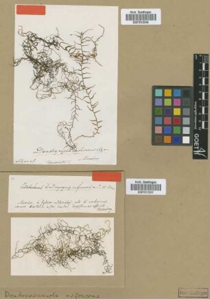 Dendropogon rufescens Schimp. [syntype]