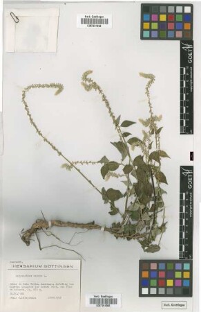 Achyranthes aspera L.