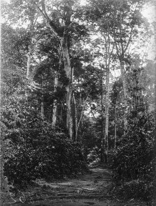 Im Urwald : Blick in den Urwald