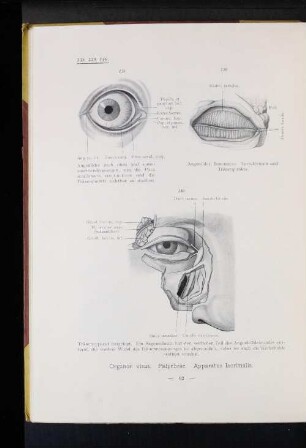 Organon. visus. Palpebrae. Apparatus lacrimalis.